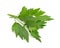 Lovage, Levisticum officinale.