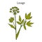 Lovage levisticum officinale , culinary and medicinal herb