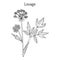 Lovage levisticum officinale , culinary and medicinal herb