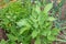 Lovage, Levisticum officinale, Maggi herb, plant in the garden in close-up