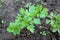 Lovage or Levisticum officinale plant with basal rosette of leaves and stems with further shiny glabrous light green leaves