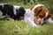 Love and affection between mother and baby children brittany spaniels dogs