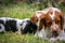 Love and affection between mother and baby children brittany spaniels dogs