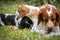 Love and affection between mother and baby children brittany spaniels dogs