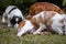 Love and affection between mother and baby children brittany spaniels dogs