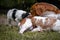 Love and affection between mother and baby children brittany spaniels dogs