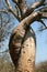 Love Baobab, Madagascar
