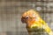 love bird in a cage sunbathing