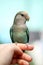 Love Bird on Finger