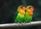 Love birds , Agopornis fischeri