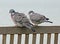 Love birds on coastal bench