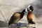 Love birds ducks. Loving animal couple. Pair of white-faced whistling ducks Dendrocygna viduata