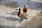 Love birds ducks. Loving animal couple. Pair of white-faced whistling ducks Dendrocygna viduata