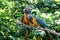 Love Birds - Macaws