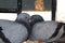 Love Birds Two Pigeons in Love