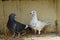 Love birds white pigeon