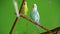 Love birds, who are chatting on wooden branches in a romantic way