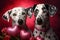 Love blooms between two Dalmatian dogs, a touching canine connection