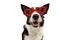 Love border collie dog with red heart glasses. san valentine`s day concept. Isolated on gray background