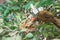 Love bulbul feeding a baby