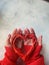 Love care concept. Wooden weaved red heart hold by womenâ€™s hands. Red colored nails.