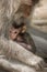 Love care maternity concept. Small baby with mother macaque