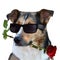 In love, cool looking mongrel dog with red rose