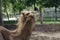 Love couple Camels in the zoo