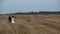 Love couple goes on cleaner wheat field on the field are seen haystacks