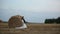 Love couple goes on cleaner wheat field on the field are seen haystacks