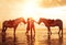 In love couple kissing on the beach. Two horses at sunset, summer scene. sunset in the sea