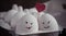 Love eggs couple with heart in the box