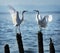 Love egrets