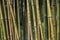 Love engravings on the bamboos