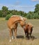 Love and friendship. Horse and horses in pasture. in Aland Islands