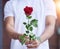 Love, gift and hands of man with rose for date, romance and hope for valentines day confession. Romantic flower, giving