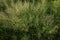 Love grass Bay grass ( Eragrostis ferruginea ). Poaceae perennial plants. A weed that grows along roadsides.