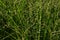 Love grass Bay grass ( Eragrostis ferruginea ). Poaceae perennial plants. A weed that grows along roadsides.