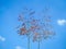 Love Grass plants on the blue sky background