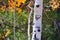 Love heart and initials on a tree