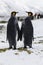 An in love King Penguin couple exchanges tenderness on Fortuna Bay, South Georgia, Antarctica