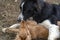 In love kissing puppy dog cocker spaniel and border collie