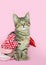 LOVE kitten Playing in Heart Garland