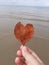 Love leaf in the beach