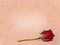 Love lost faded rose background