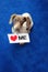 Love Me Miniature Dachshund Sign