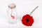 Love message in a bottle. Roll of white paper with red thread and red gerbera flower on a white background. Saint