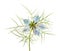 Love in a mist flower