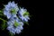 Love in the mist flowers, cornflowers on black background