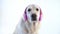 Love of music - funny portrait of a dog with headphones on white background